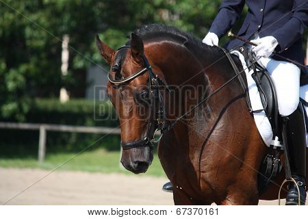Bay Horse Portrait During Dressage Show