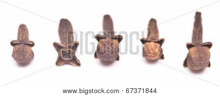 Clove