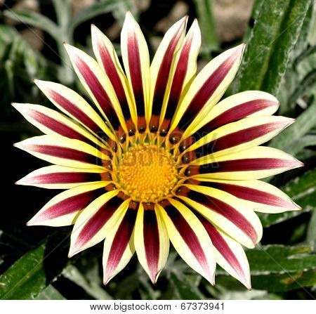 Colorful Gerbera