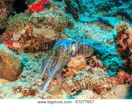 Squid on a reef