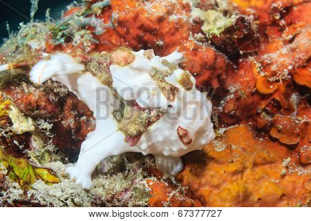 Clown Frogfish on a reef