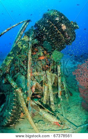 Tropical fish around wreckage