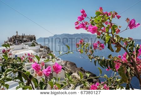 Purple Bougainvillea On The Island Of Santorini