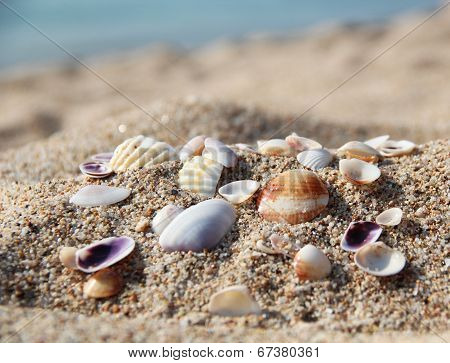 Shells