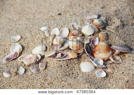 Shells on the sand
