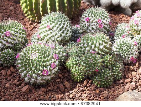 Cactus