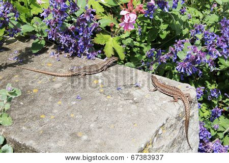 lizards