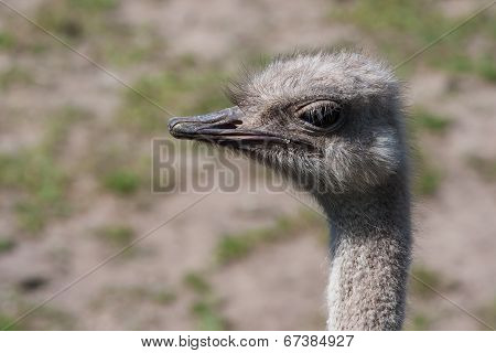 Ostrich