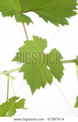 Grape Leaves