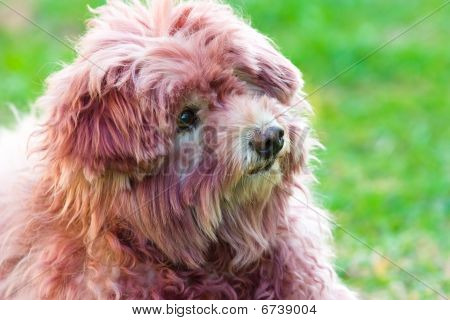 Hund