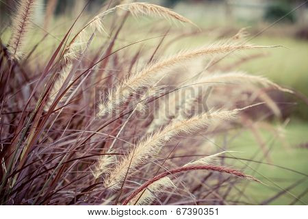 Grass Flower