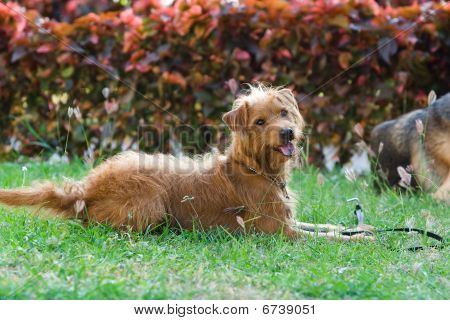Hund