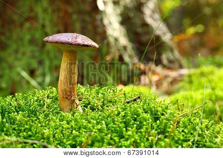 Forest Mushroom Bay Bolete In A Green Moss