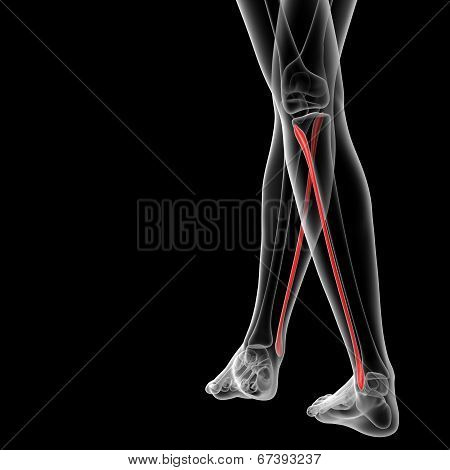 Fibular Bone