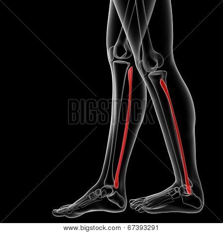 Fibular Bone