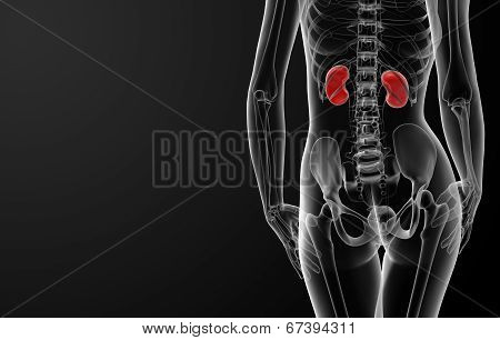 3D Render Female Kidney Anatomy X-ray