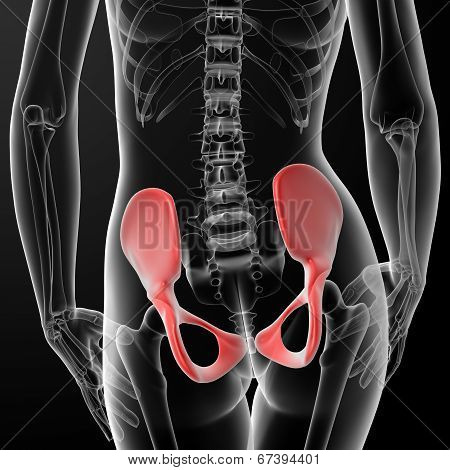 3D Render Female Hip Bone
