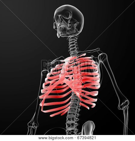 Ribcage