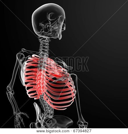 Ribcage