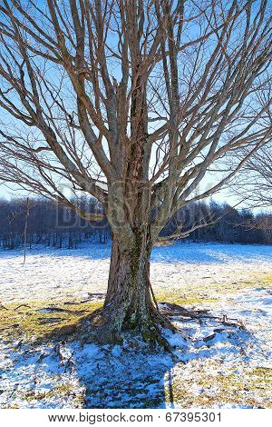 Lonely tree among patches of snow on the countryside skiing fields.