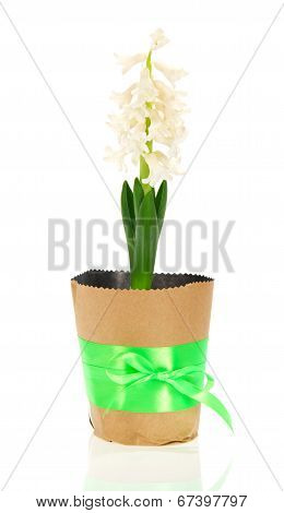 Pot with hyacinth, green bow