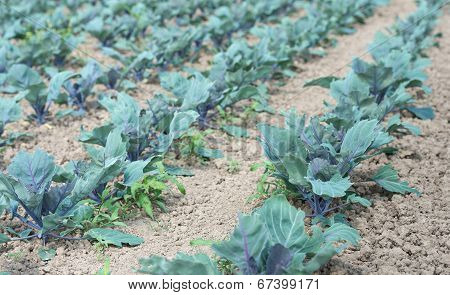 Organic Cultivation Of Red Cabbages