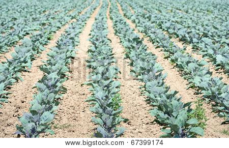 Organic Cultivation Of Red Cabbages