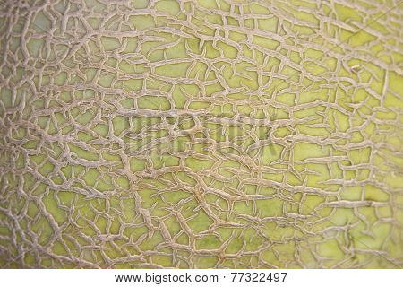 Rock Melon