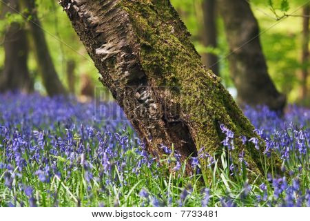 Jacinthe des bois dans une forêt de printemps