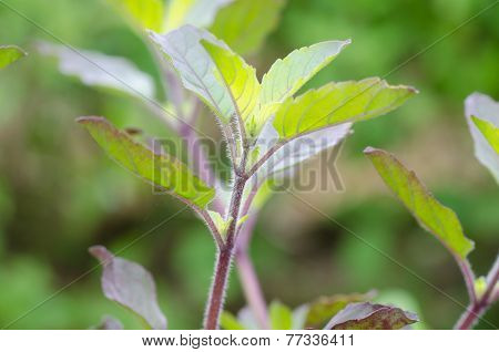 Macro Of Red Holy Basil