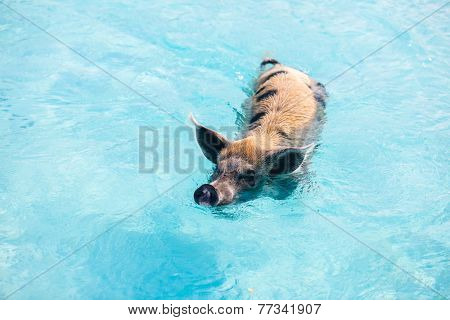 Pig swimming in a water near island of Exuma Bahamas