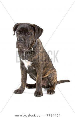 Cane Corso szczeniak