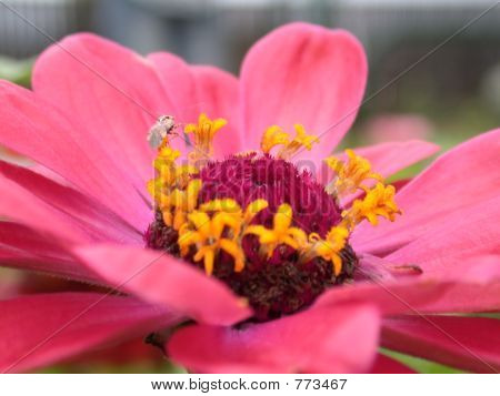 红色雏菊、 宏