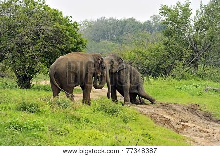 Elephant