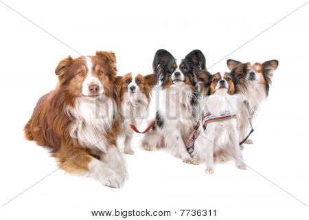 澳大利亚牧羊犬和四巴比龙狗