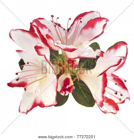 Blooming Rhododendron (Azalea) close-up isolated on a white background