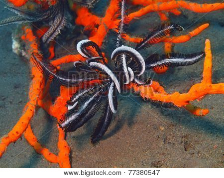 Crinoid