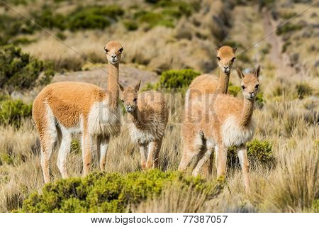Vicunas in the peruvian Andes at Arequipa Peru