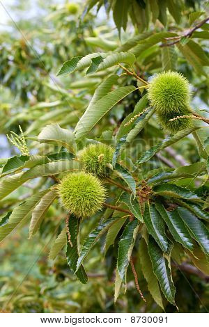 Castañas en árbol