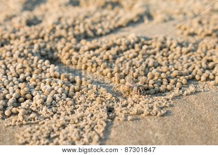 Little Crab On The Beach.