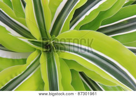 Dracaena Plat
