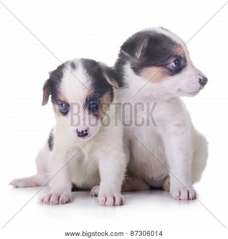 Two Puppies Mestizo