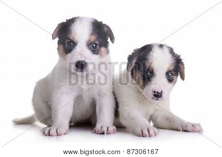 Two Puppies Mestizo