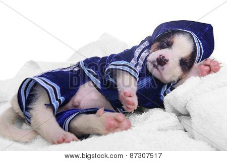 Clothing Puppy Mestizo Sleep