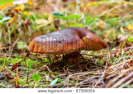 Mushroom Suillus Luteus