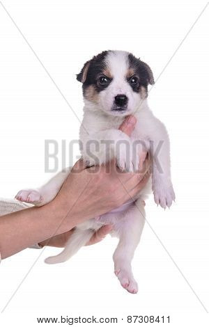 Hand Holding A Little Puppy