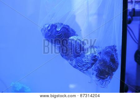 Giant Clams On Plastic Bag