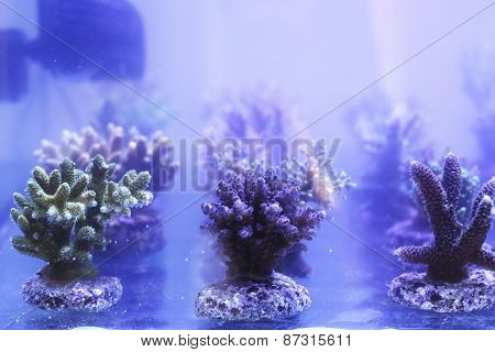 Beautiful Coral