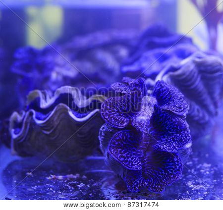 Giant Clam