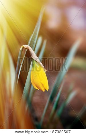 Sunlight Over Fragile Narcissus Flower